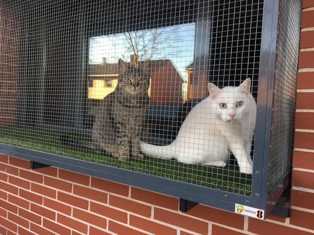 Protección de ventana para gatos
