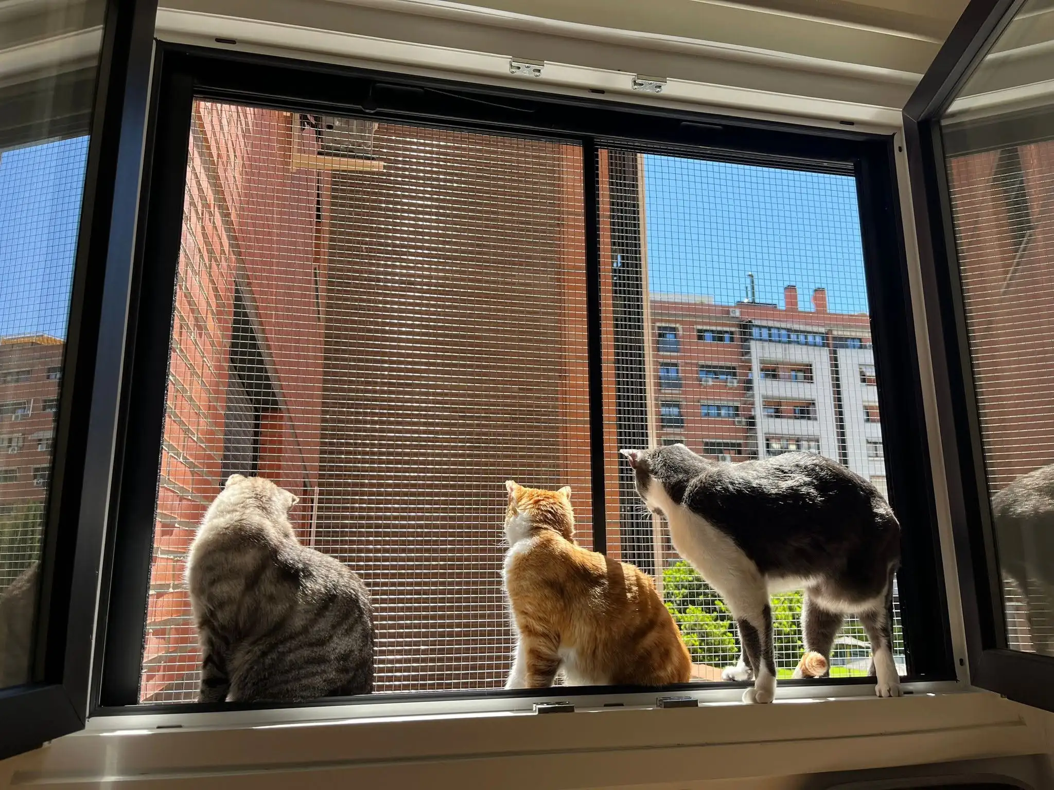 Protección para ventanas